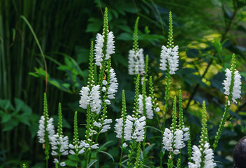 Beautiful blooming Physostegia virginiana, the obedient plant or false dragonhead growing on the...