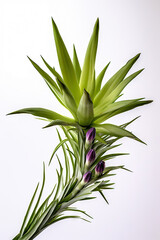 Botanical thematic photographs for decoration of environments with photos of plants.