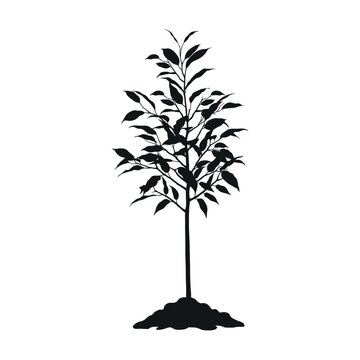 Young tree with on pile of soil isolated vector silhouette.