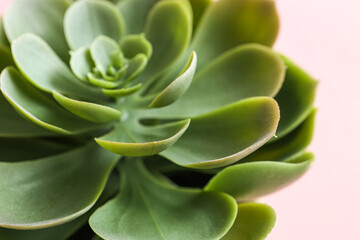 Artificial succulent on pink table, closeup
