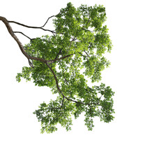 Green leaves with branch on transparent backgroud (PNG File)