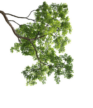 Green leaves with branch on transparent backgroud (PNG File)