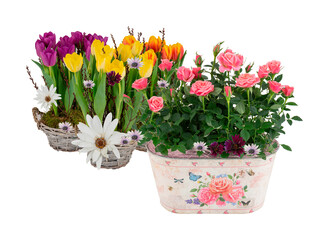 Beautiful summer flowers in a pots with cut out isolated on background transparent.