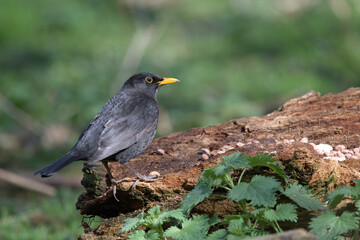 Male blackbird