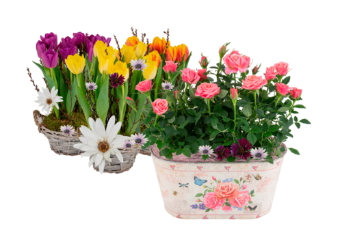 Beautiful summer flowers in a pots with cut out isolated on background transparent.