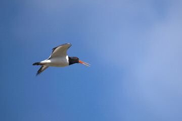 An oystercatcher in flight