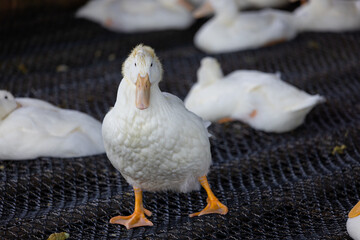 Group of white ducks in the farm