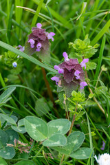 Lamier pourpez - Lamium purpureum
