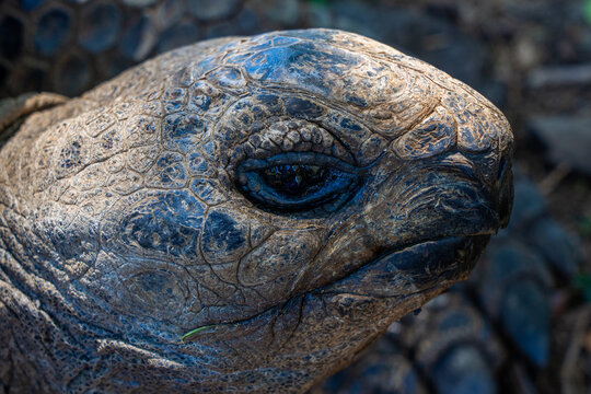 Close up of old giant turtle in tropical park in Mauritius. Turtle in natural habitat. High quality photo