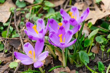 Blooming purple crocus flowers outdoors in a park, garden or forest. Springtime, floral, easter, nature. Macro, close up photo.