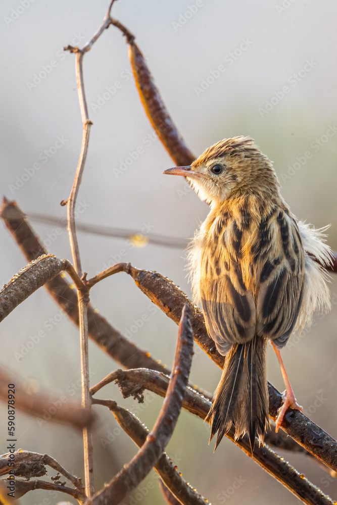 Wall mural a zitting cisticola resting on a tree