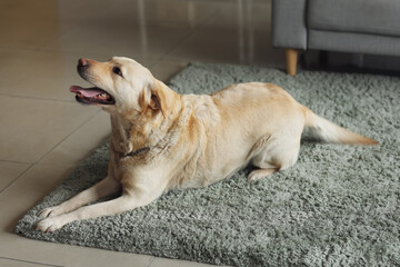 Cute Labrador dog lying on carpet at home