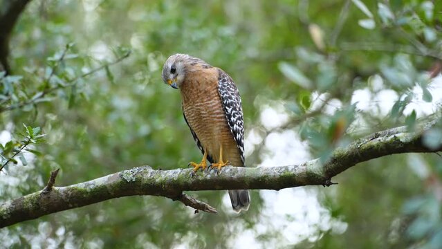 The red-shouldered hawk bird perching on tree branch looking for prey to hunt in dense woods