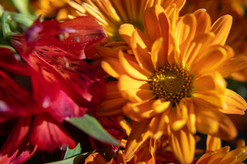 Closeup of spring flowers