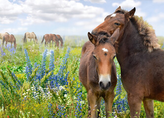 Horse eating on dandelions meadow  - 590879523