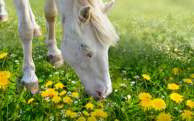 Horse eating on dandelions meadow  - 590879525