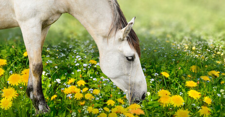 Horse eating on dandelions meadow  - 590879529