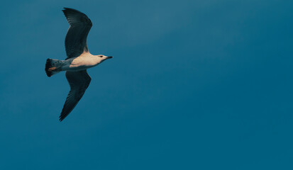 seagull in flight