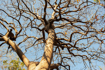Fototapeta na wymiar tree with fallen leaves against a blue sky