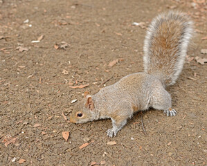 Eastern gray squirrel with fluffy tail looking for nuts in Central Park. New York City. Focus on head
