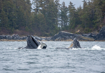 Humpback whales bubble-net feeding in alaska  - 590880703