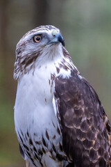 A red tailed hawk close up in the forest with raindrops - 590880704