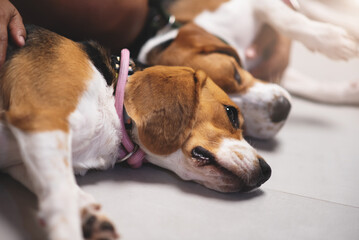 Playful beagle dog resting on the floor in living room with owner.