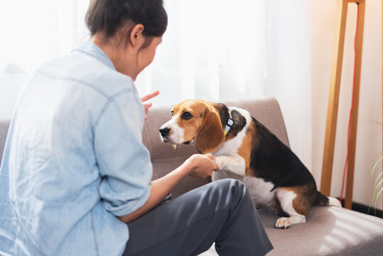 Asian woman resting with playful beagle dog in living room at home. Training dog by self at home.