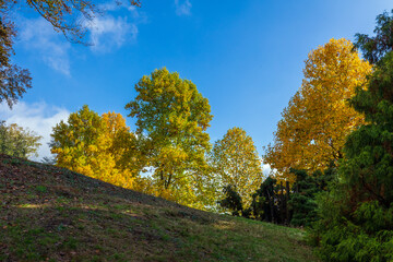 Fototapeta premium Il Parco della Burcina in Autunno a Biella in Piemonte