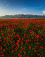 field of red poppies with mountains