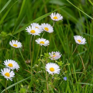 Daisy - Bellis perennis