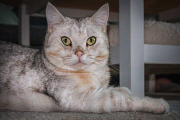 British Kurzhaar - Katze entspannt in der Wohnung