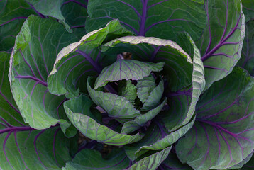 head of cabbage