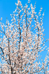 Blossom tree over nature background. spring flowers. spring background. Blurred concept. Natural background. Apricot flowers