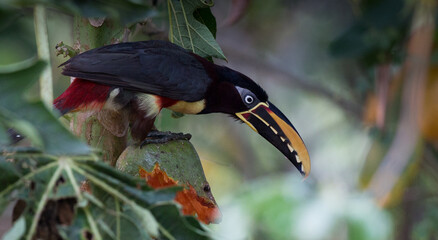 Chestnut Toucan © Anthony