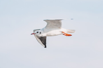 Witness the graceful flight of a seagull as it soars through the endless expanse of the sky, a beautiful display of freedom and agility