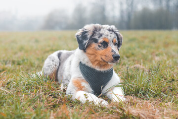 Australian Shepherd puppy lying in a field in the grass looking for his owner when he can get up and run. A dog's begging look. Please look