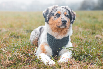 Colorful, affectionate Australian Shepherd puppy lies and rests in the grass in a field while taking advantage of the sunshine. Obeying a command from his owner. A million dog expressions