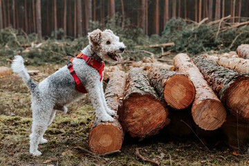 A young white fox terrier during obedience training, posing on cut tree trunks in the forest - obrazy, fototapety, plakaty