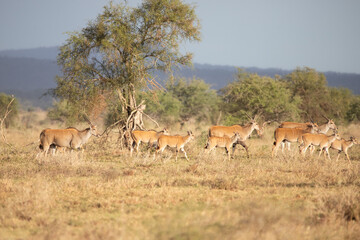 Fototapeta na wymiar A herd of gazelles early in the morning roams the savannah in a national park, photographed on a safari in Kenya Africa