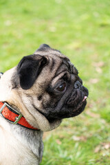 Portrait of a one-year-old cute pug with a collar around his neck during a walk in the park