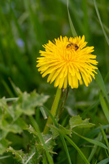 Pissenlit - Taraxacum - dandelion