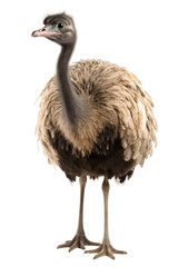 emu isolated on a transparent background, generative ai