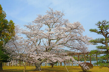 桜のある庭園の風景
