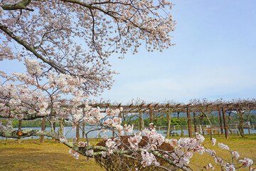 満開の桜と来月咲く藤棚