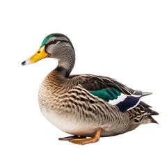 mallard duck isolated on white isolated on transparent background, generative ai