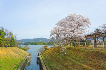 水源地の桜の景色