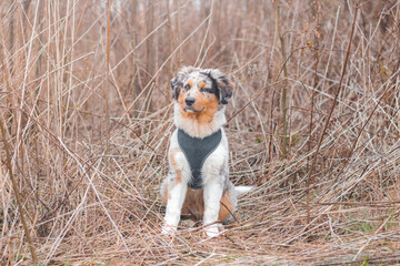 Unique portrait of an Australian Shepherd puppy who expresses his feelings and emotions with his gaze. A playful child sitting in the reeds listening to his parent
