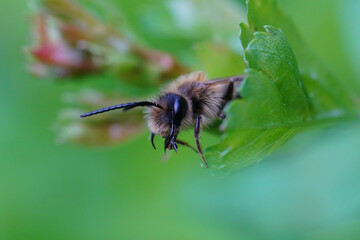 Closeup on a male red-tailed mining bee, Andrena haemorrhoa, hidin,g in green fresh leaves