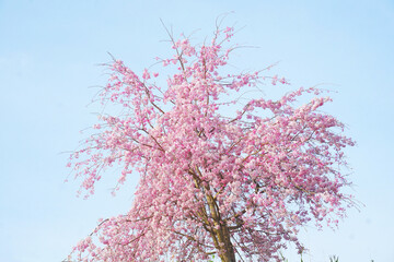満開に咲く桜の花と淡くやさしい青空　  
